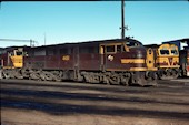 NSW 44 class  4451 (10.05.1981, Broadmeadow)
